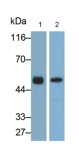 Monoclonal Antibody to Virus Induced Signaling Adapter (VISA)