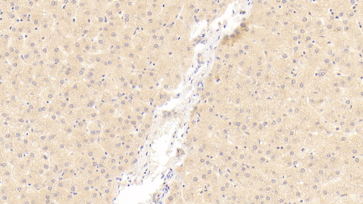 Monoclonal Antibody to 2',5'-Oligoadenylate Synthetase 1 (OAS1)