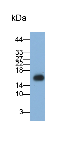Monoclonal Antibody to Progestagen Associated Endometrial Protein (PAEP)