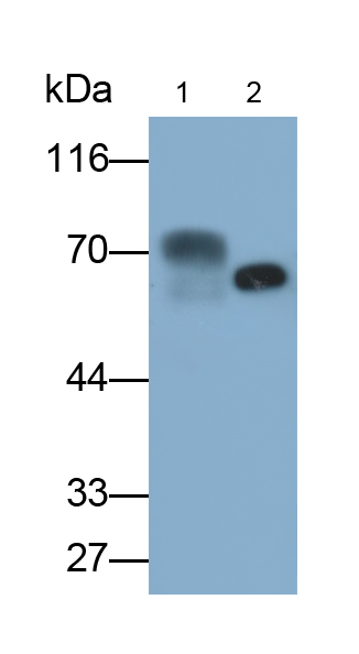 Monoclonal Antibody to Perilipin 1 (PLIN1)