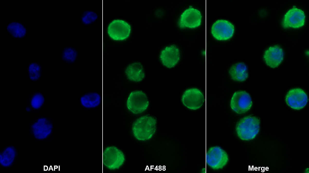 Monoclonal Antibody to Serglycin (SRGN)