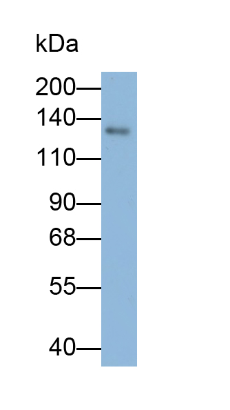 Monoclonal Antibody to Myosin Binding Protein C, Cardiac (MYBPC3)