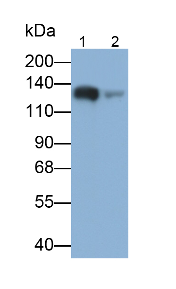 Monoclonal Antibody to Myosin Binding Protein C, Cardiac (MYBPC3)