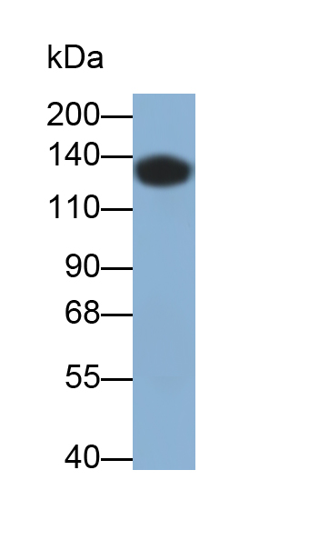 Monoclonal Antibody to Myosin Binding Protein C, Cardiac (MYBPC3)