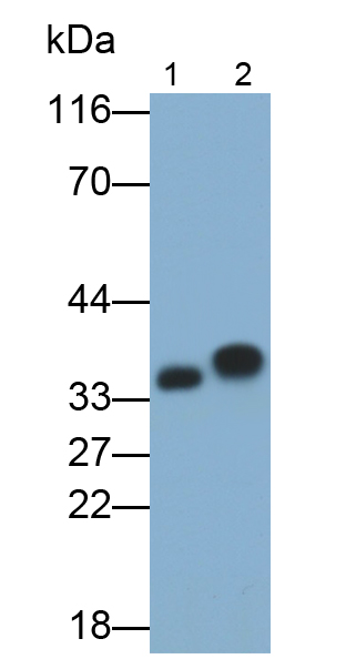 Monoclonal Antibody to Carbonic Anhydrase IV (CA4)