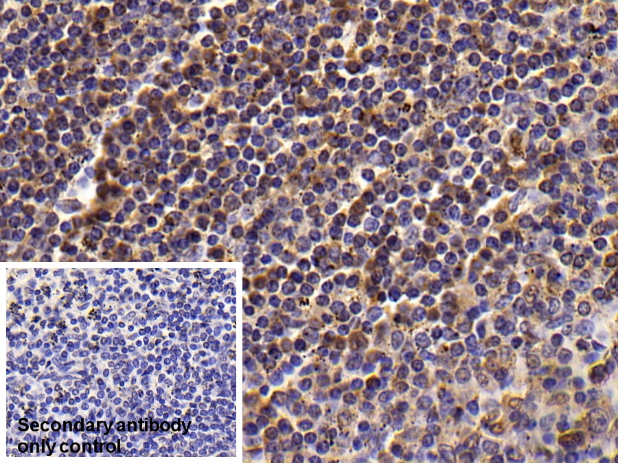 Monoclonal Antibody to T-Cell Surface Glycoprotein CD3 Epsilon (CD3e)