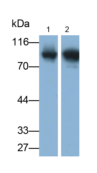 Monoclonal Antibody to Transportin 2 (TNPO2)