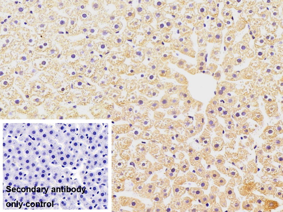 Monoclonal Antibody to Transportin 2 (TNPO2)