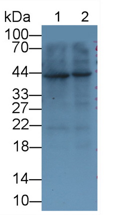 Monoclonal Antibody to Troponin T Type 2, Cardiac (TNNT2)