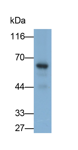 Monoclonal Antibody to Protein Kinase, AMP Activated Alpha 2 (PRKAa2)