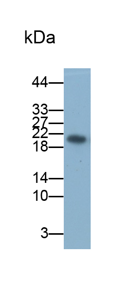Monoclonal Antibody to Acidic Salivary Proline Rich Phosphoprotein 2 (PRH2)