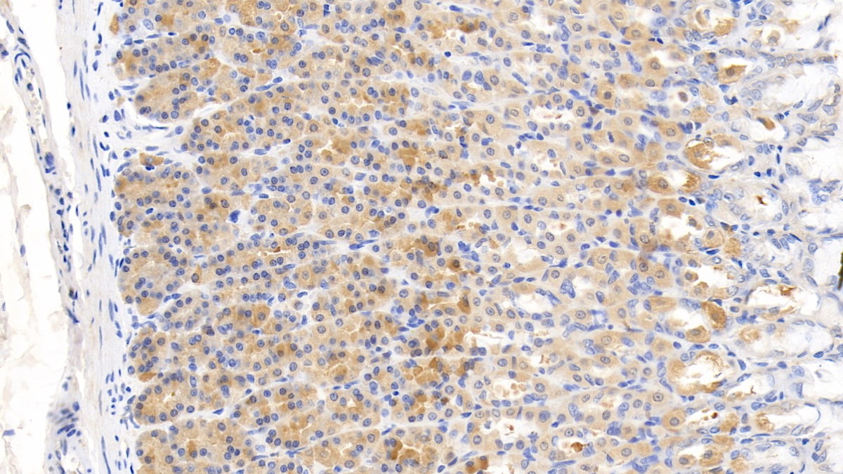 Monoclonal Antibody to Relaxin 3 (RLN3)