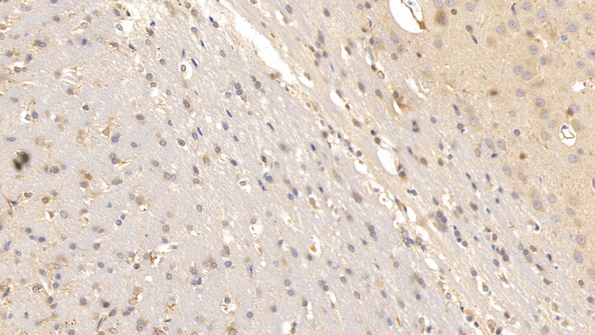 Monoclonal Antibody to Relaxin 3 (RLN3)