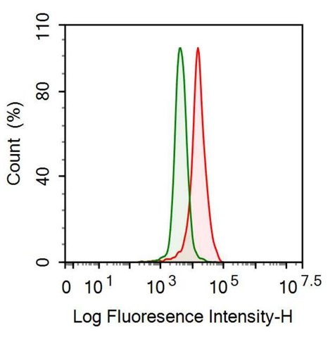 Monoclonal Antibody to Neurofilament, Light Polypeptide (NEFL)