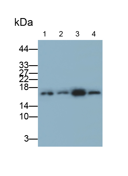 Monoclonal Antibody to Peptidyl Prolyl Cis/Trans Isomerase NIMA Interacting Protein 1 (PIN1)