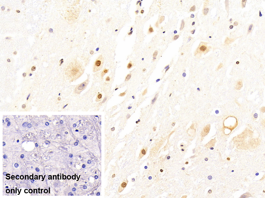 Monoclonal Antibody to Peptidyl Prolyl Cis/Trans Isomerase NIMA Interacting Protein 1 (PIN1)