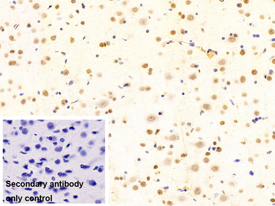 Monoclonal Antibody to Peptidyl Prolyl Cis/Trans Isomerase NIMA Interacting Protein 1 (PIN1)