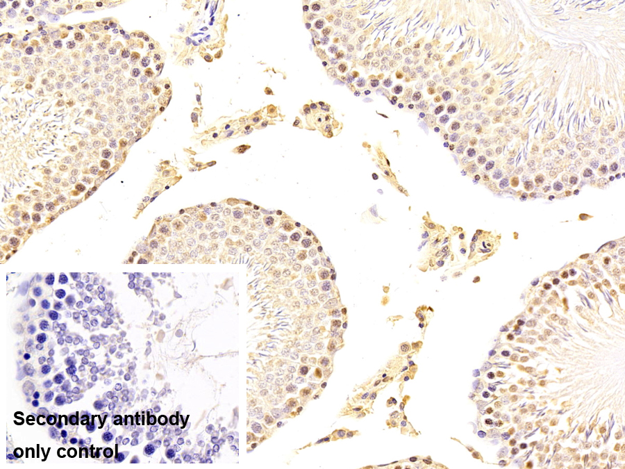 Monoclonal Antibody to Peptidyl Prolyl Cis/Trans Isomerase NIMA Interacting Protein 1 (PIN1)