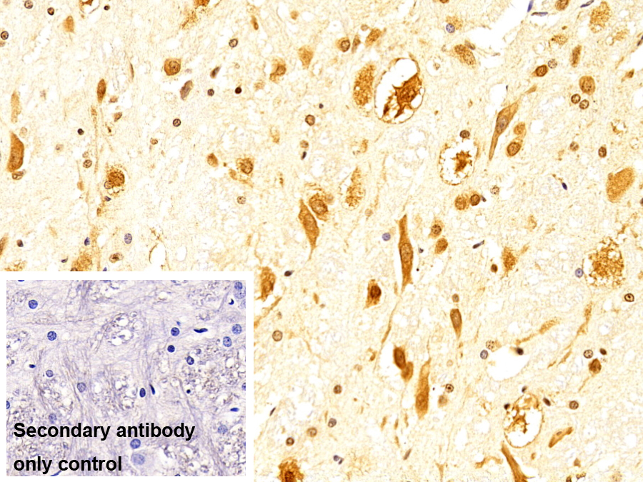Monoclonal Antibody to Peptidyl Prolyl Cis/Trans Isomerase NIMA Interacting Protein 1 (PIN1)