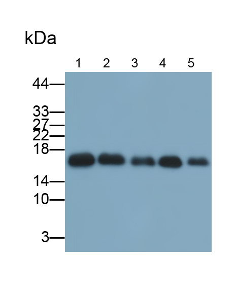 Monoclonal Antibody to Peptidyl Prolyl Cis/Trans Isomerase NIMA Interacting Protein 1 (PIN1)