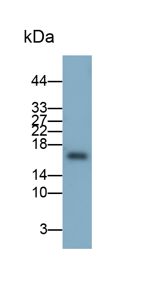 Monoclonal Antibody to Peptidyl Prolyl Cis/Trans Isomerase NIMA Interacting Protein 1 (PIN1)