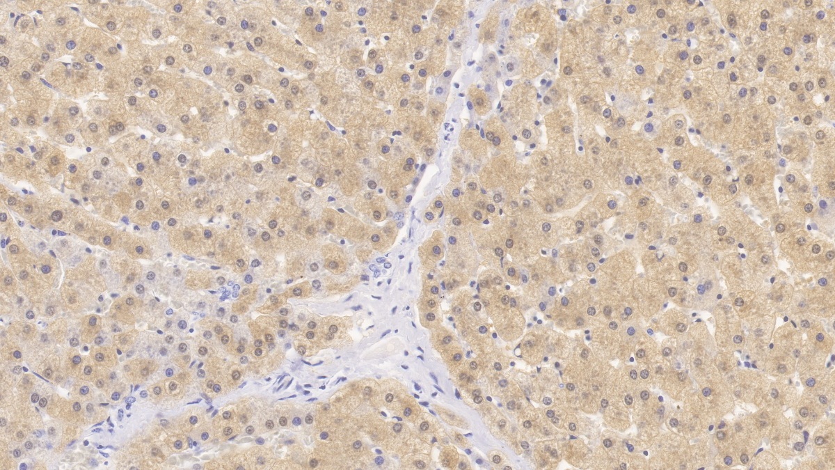 Monoclonal Antibody to 4-Hydroxyphenylpyruvate Dioxygenase (HPD)