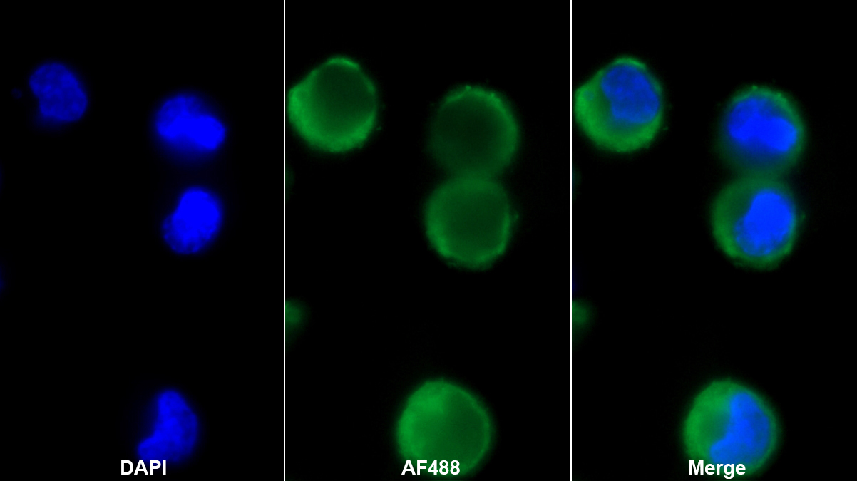 Monoclonal Antibody to Na-Cl Cotransporter (NCCT)