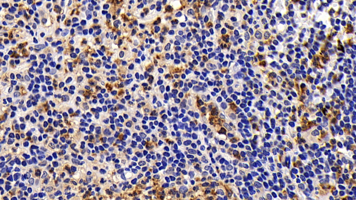 Monoclonal Antibody to B-Cell CLL/Lymphoma 2 Like Protein (Bcl2L)