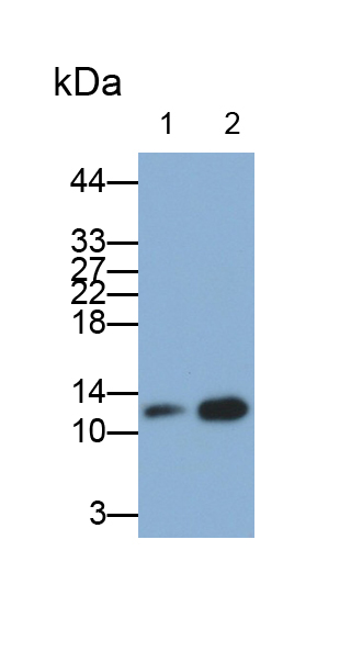 Monoclonal Antibody to FK506 Binding Protein 1A (FKBP1A)