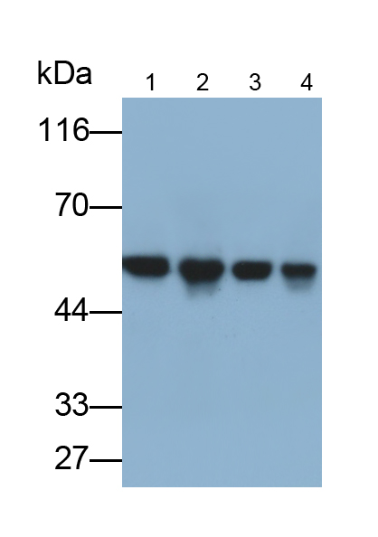 Monoclonal Antibody to FK506 Binding Protein 8 (FKBP8)