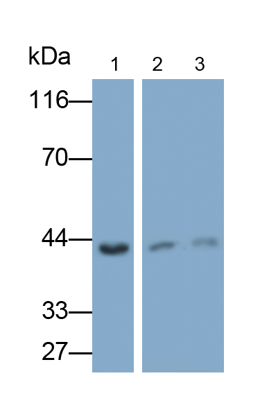 Monoclonal Antibody to Inhibitory Subunit Of NF Kappa B Epsilon (IkBe)