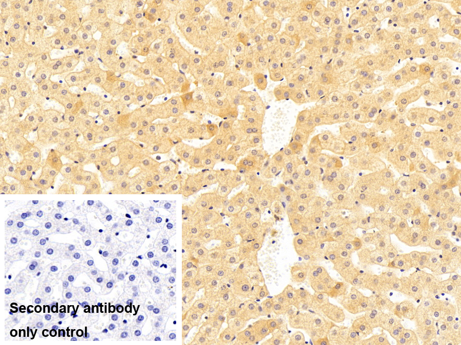 Monoclonal Antibody to Annexin A4 (ANXA4)