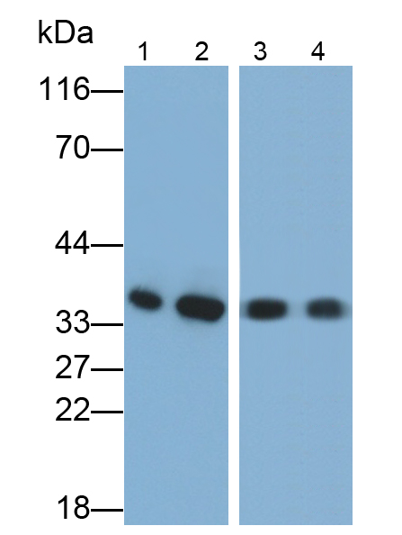 Monoclonal Antibody to Annexin A4 (ANXA4)