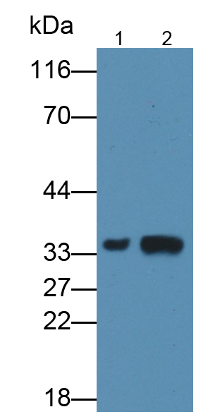 Monoclonal Antibody to Annexin A3 (ANXA3)