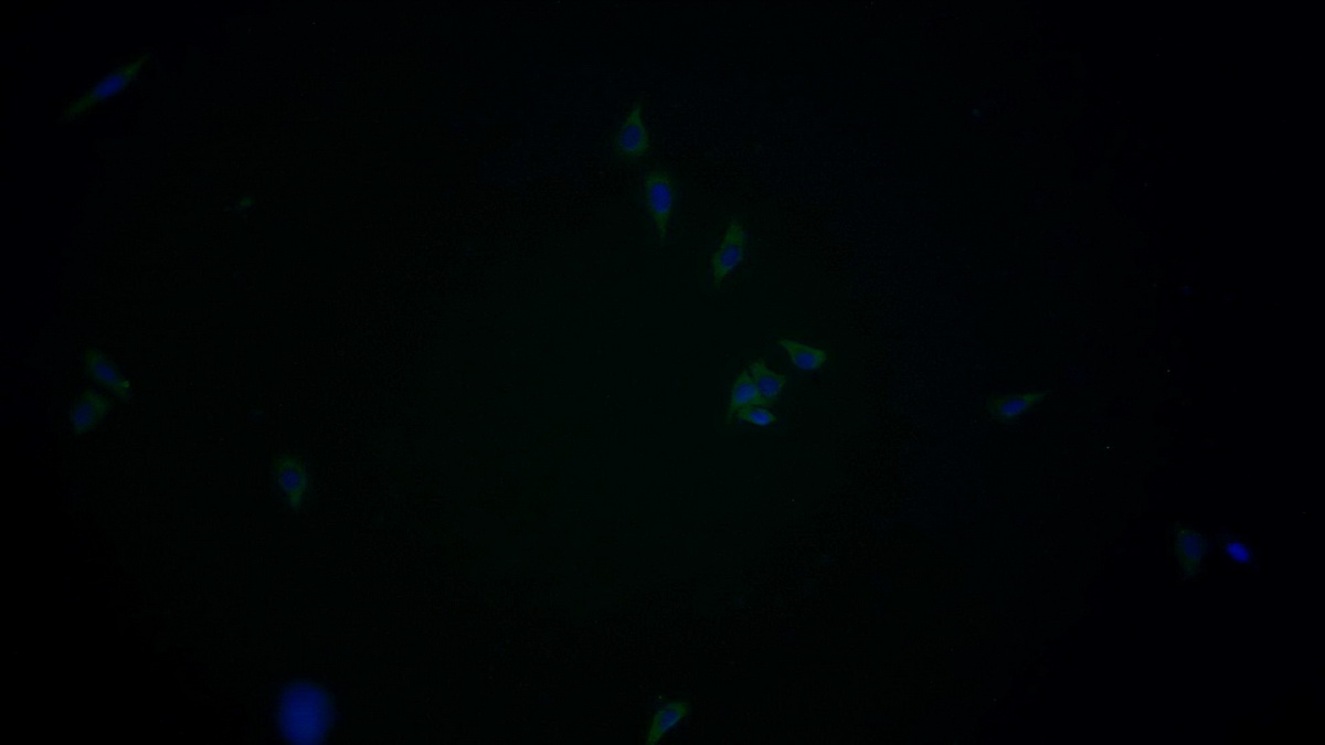 Monoclonal Antibody to Annexin A3 (ANXA3)