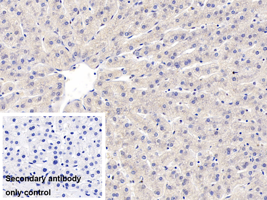 Monoclonal Antibody to Annexin A3 (ANXA3)