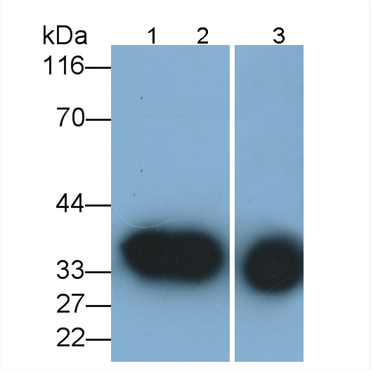 Monoclonal Antibody to Annexin A1 (ANXA1)