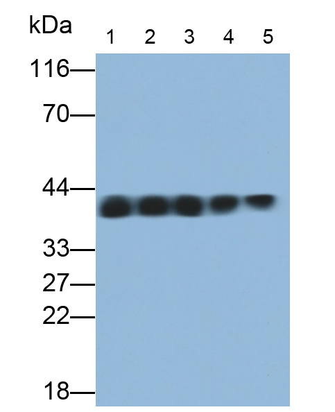 Monoclonal Antibody to Annexin A1 (ANXA1)