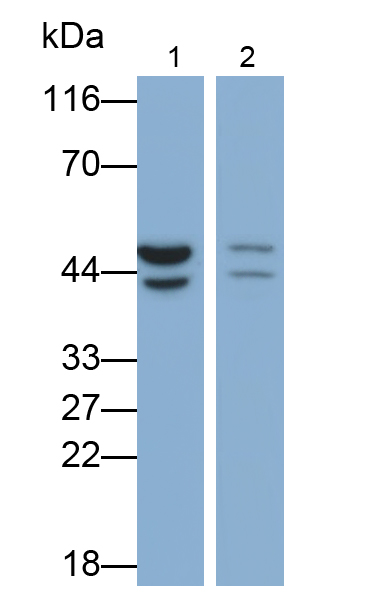 Monoclonal Antibody to Sirtuin 6 (SIRT6)