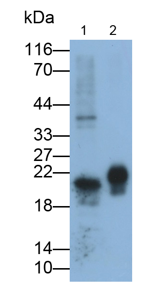 Monoclonal Antibody to Heat Shock Protein Beta 6 (HSPb6)