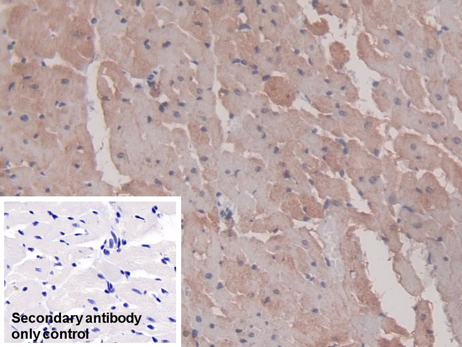Monoclonal Antibody to Doublecortin Like Kinase 1 (DCLK1)