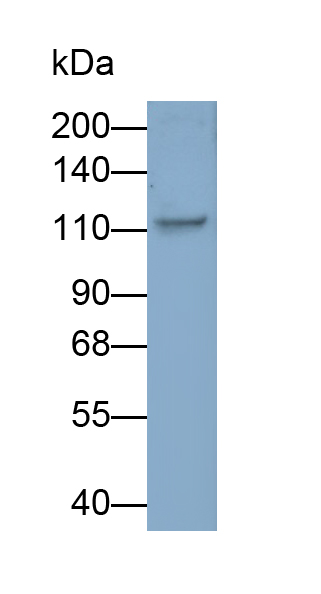 Monoclonal Antibody to Homeodomain Interacting Protein Kinase 2 (HIPK2)