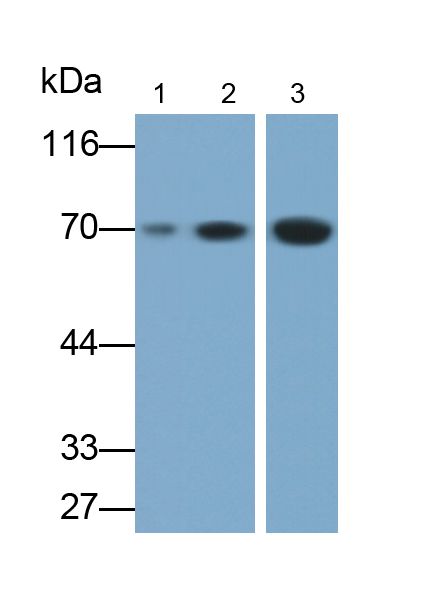 Monoclonal Antibody to Tumor Necrosis Factor Alpha Induced Protein 3 Interacting Protein 1 (TNIP1)