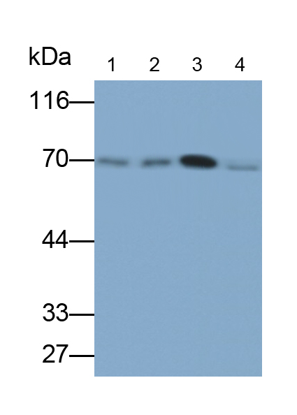 Monoclonal Antibody to Tumor Necrosis Factor Alpha Induced Protein 3 Interacting Protein 1 (TNIP1)