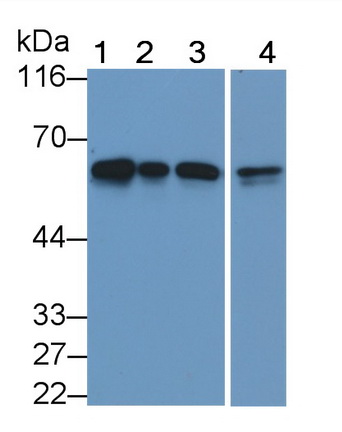 Monoclonal Antibody to Phosphatase And Tensin Homolog (PTEN)