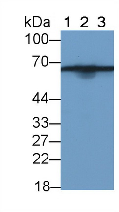 Monoclonal Antibody to Phosphatase And Tensin Homolog (PTEN)