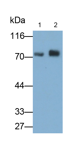 Monoclonal Antibody to Sex Determining Region Y Box Protein 9 (SOX9)