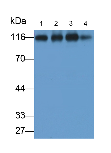 Monoclonal Antibody to ATPase, Na+/K+ Transporting Alpha 1 Polypeptide (ATP1a1)