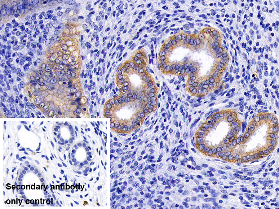 Monoclonal Antibody to ATPase, Na+/K+ Transporting Alpha 1 Polypeptide (ATP1a1)