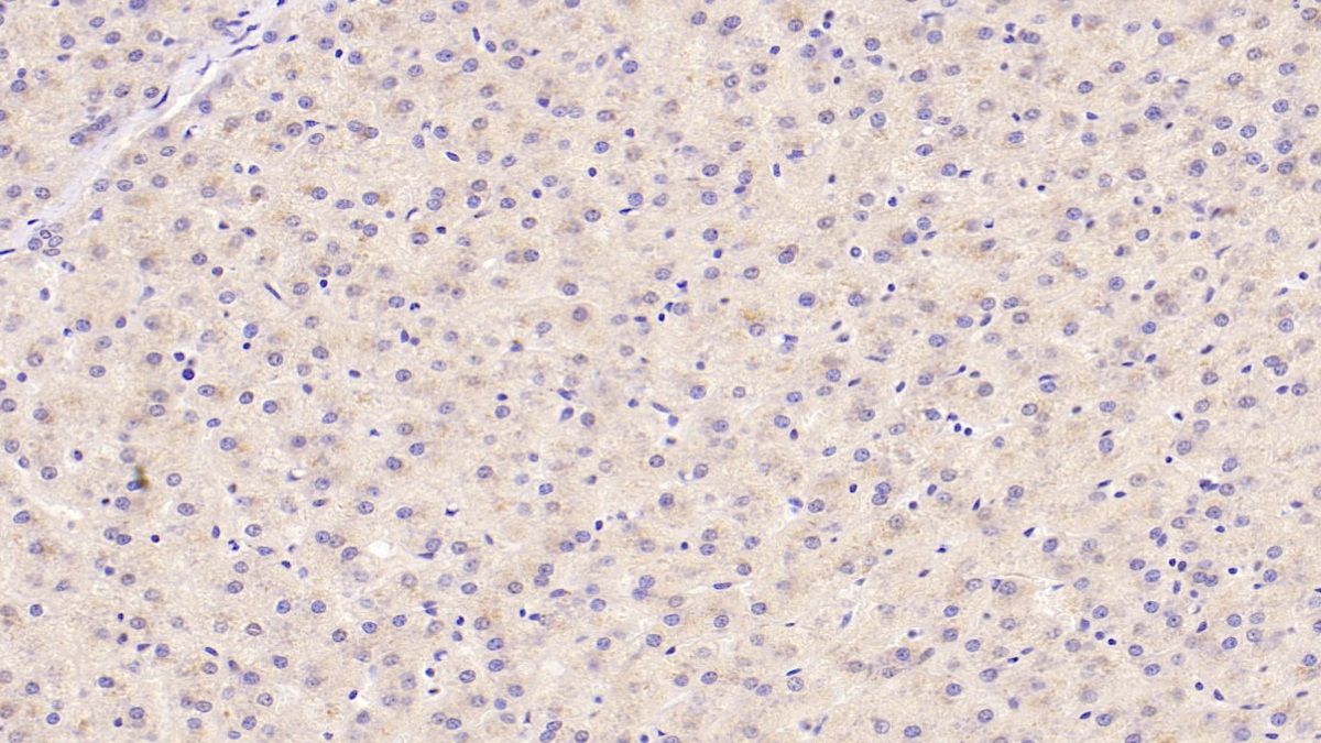 Monoclonal Antibody to Cerebral Dopamine Neurotrophic Factor (CDNF)